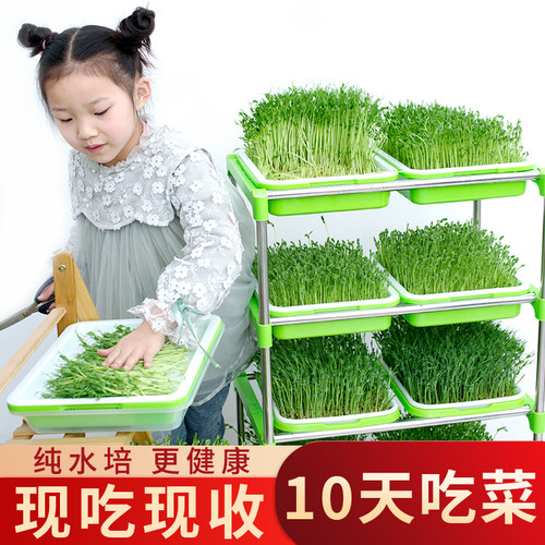 豆芽发芽盆无土栽培水培蔬菜设备豆苗芽苗菜育苗托盘种植架盆家用 - 封面