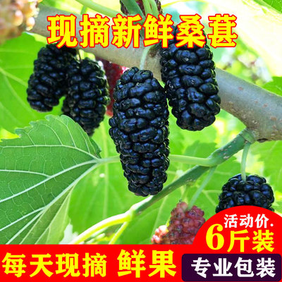 好物推荐新鲜桑葚，泡酒优选