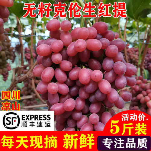 克伦生无籽红提官方推荐优质商家