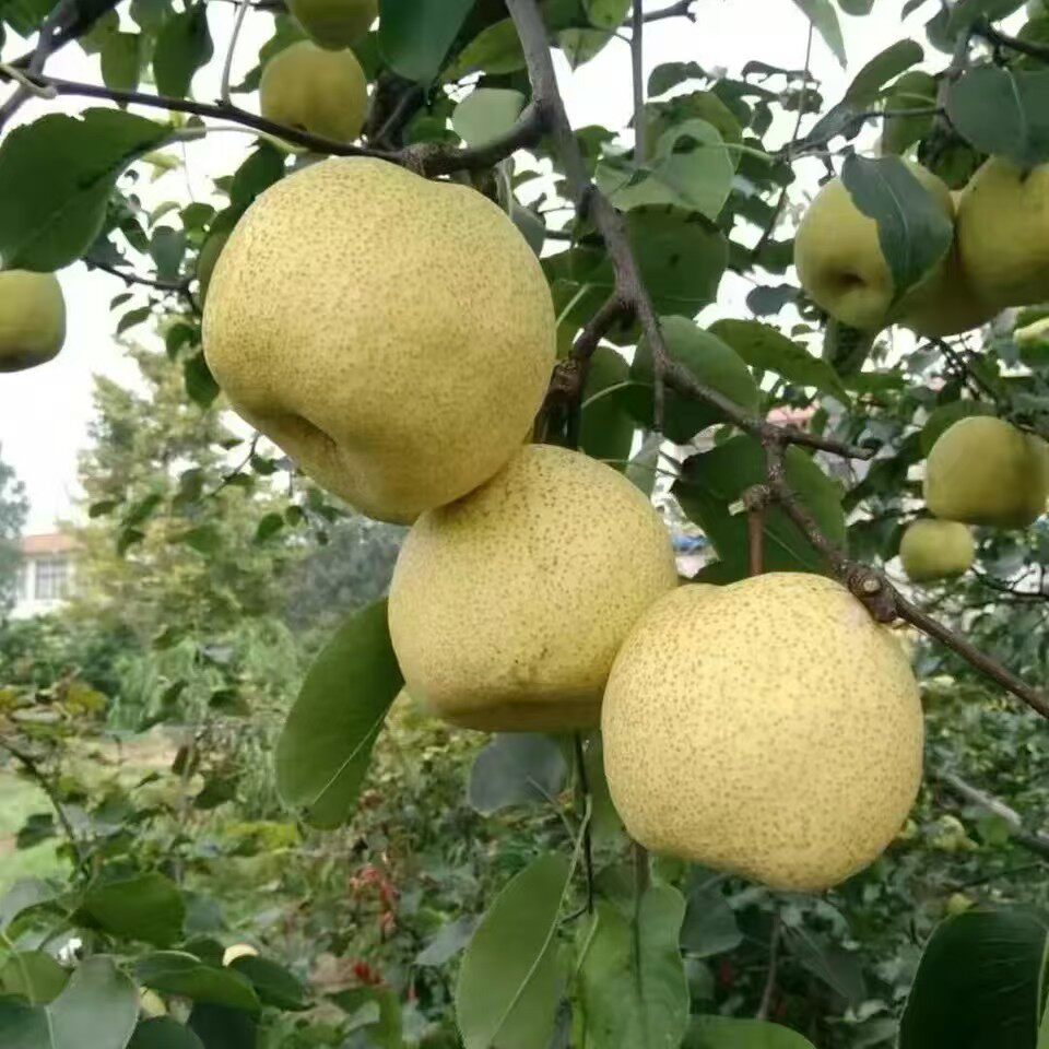 山西(隰县蜂蜜梨）新鲜水果礼盒装鲜果
