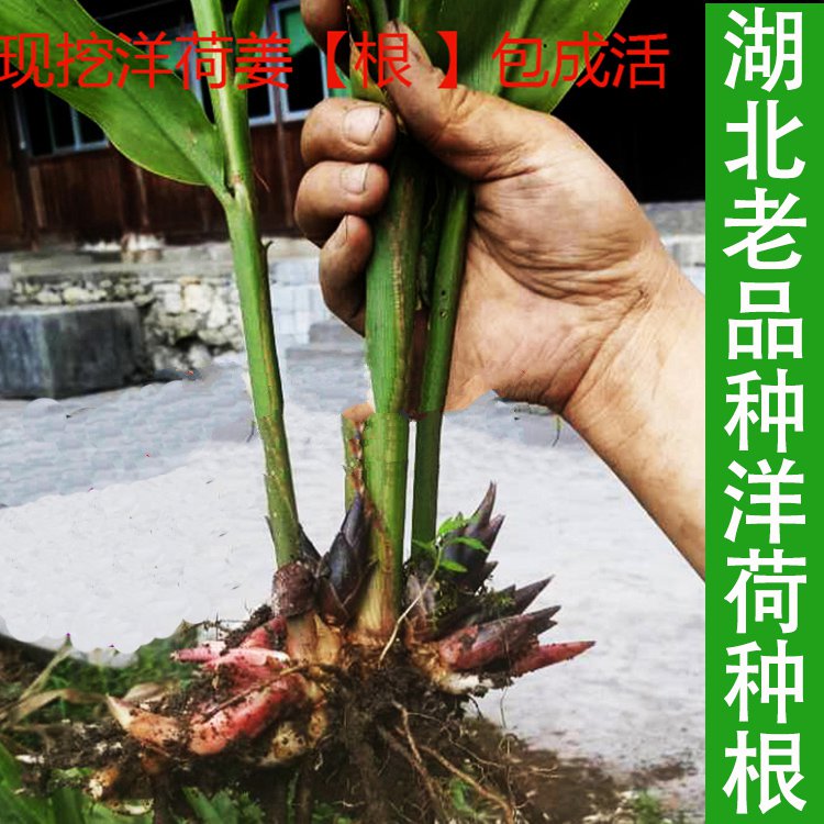 山姜花价格 山姜花图片 星期三