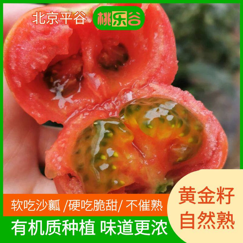 (香甜爆汁儿）北京平谷杨各庄水果西红柿草莓番茄生吃原礼盒5斤