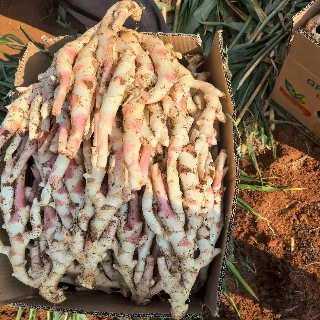 何家记湖南黄土嫩嫩姜新鲜挖自家种植