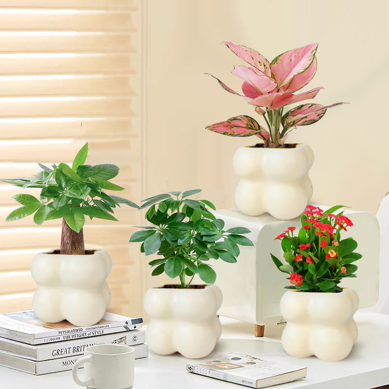北欧绿植ins云朵盆栽花卉桌面摆件简约创意网红植物室内办公室