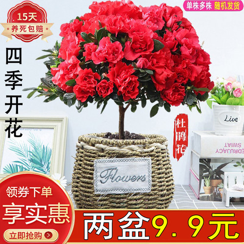杜鹃水培室内客厅四季开花易养