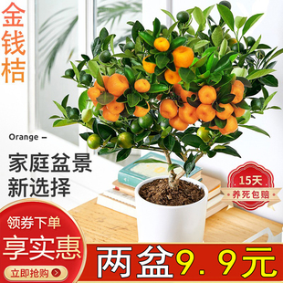 四季金桔树苗盆栽绿植花卉室内客厅结果招财可食用橘子盆景好养活