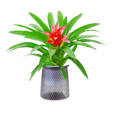 鸿运当头室内四季开花陶瓷好养活