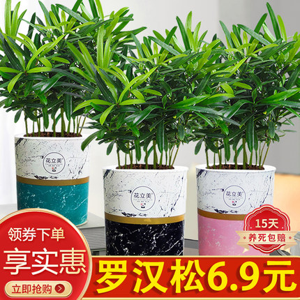罗汉松盆栽绿植室内客厅好养活净化空气美观四季常青米叶造型耐寒