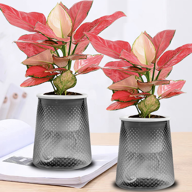 吉利红室内红火植物大盆景好养活