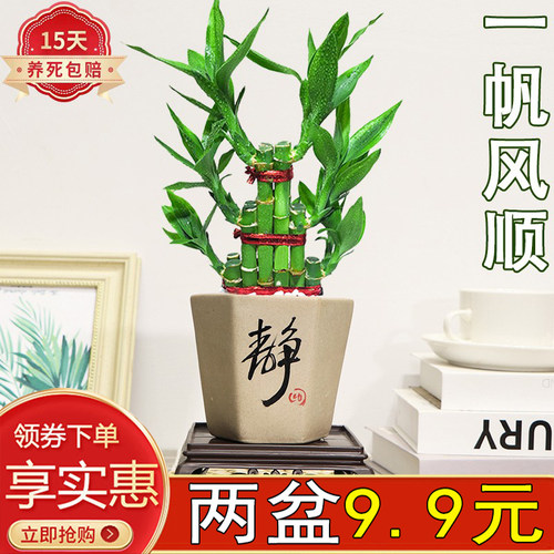 一帆风顺盆栽室内四季常青好养活