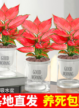 如意吉利红盆栽室内绿植盆栽桌面盆栽花卉盆景大叶水培苗