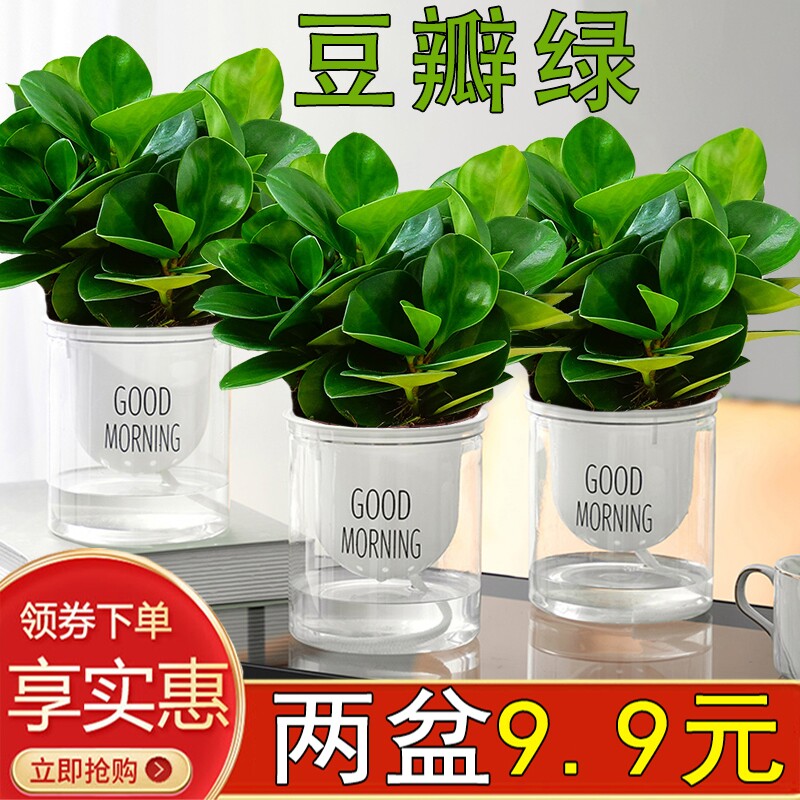 豆瓣绿室内四季常青除甲醛防辐射图片