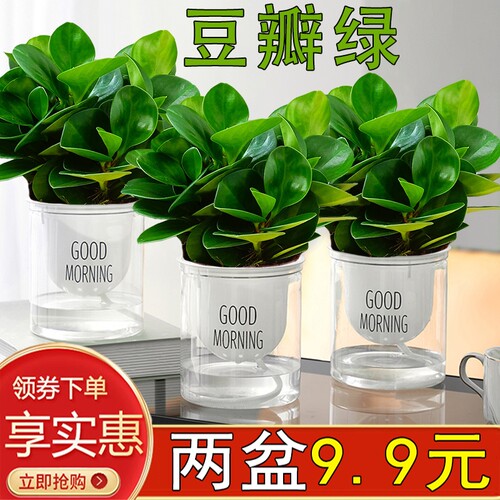 豆瓣绿室内四季常青除甲醛防辐射