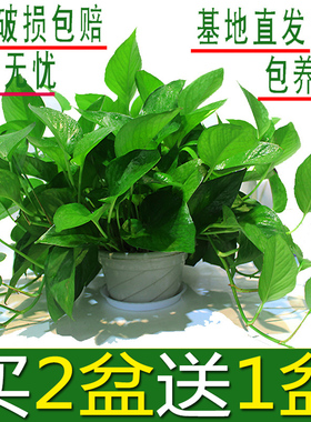 绿萝盆栽室内花卉绿植物长藤大叶盆四季常绿水培土养办公客厅绿箩