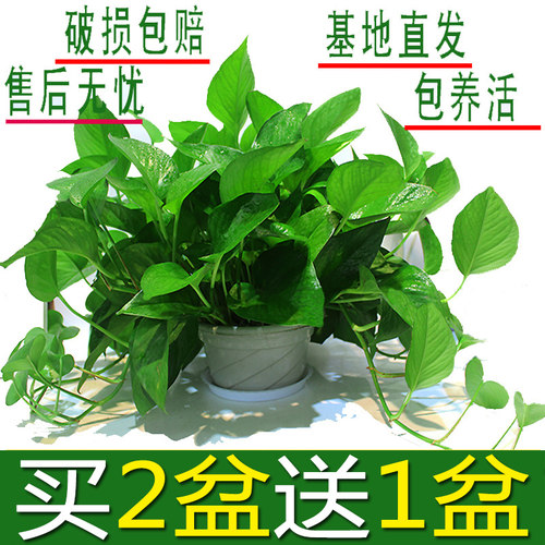 绿萝植物盆栽花卉办公室内