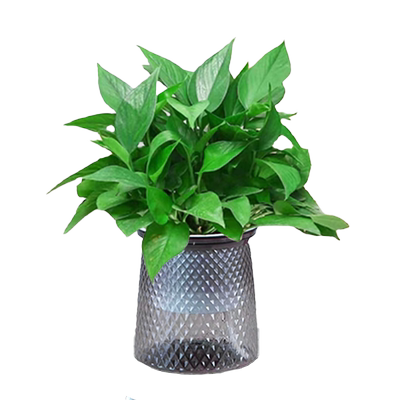 绿萝文竹客厅卧室四季常青好养活