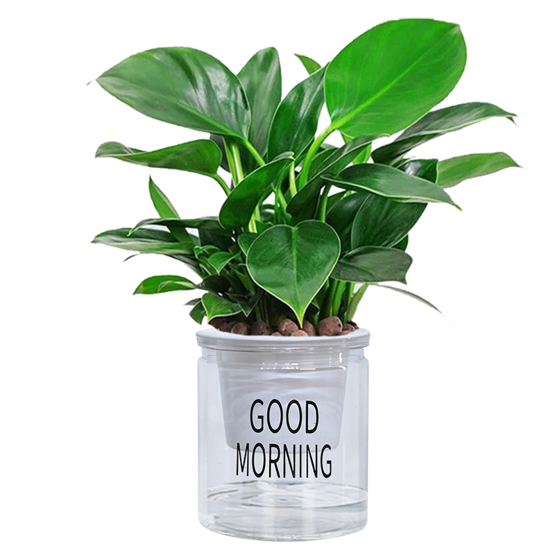 金钻绿公主大叶盆栽室内绿植绿萝陶瓷吸水盆花卉客厅好养活植物