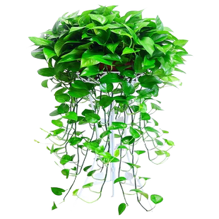 长藤绿萝盆栽室内花卉绿植盆景四季常青大叶绿植好养绿箩净化空气