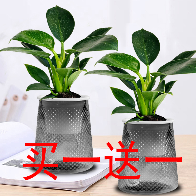 【拍一发二】金钻绿公主室内净化空气办公室桌面盆栽水养土培