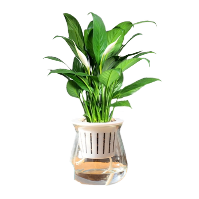 水培玻璃盆红掌室内好养易活