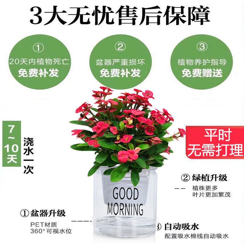 栀子花卉水培植物绿萝发财树办长寿花小植物水养办公室桌面盆栽景