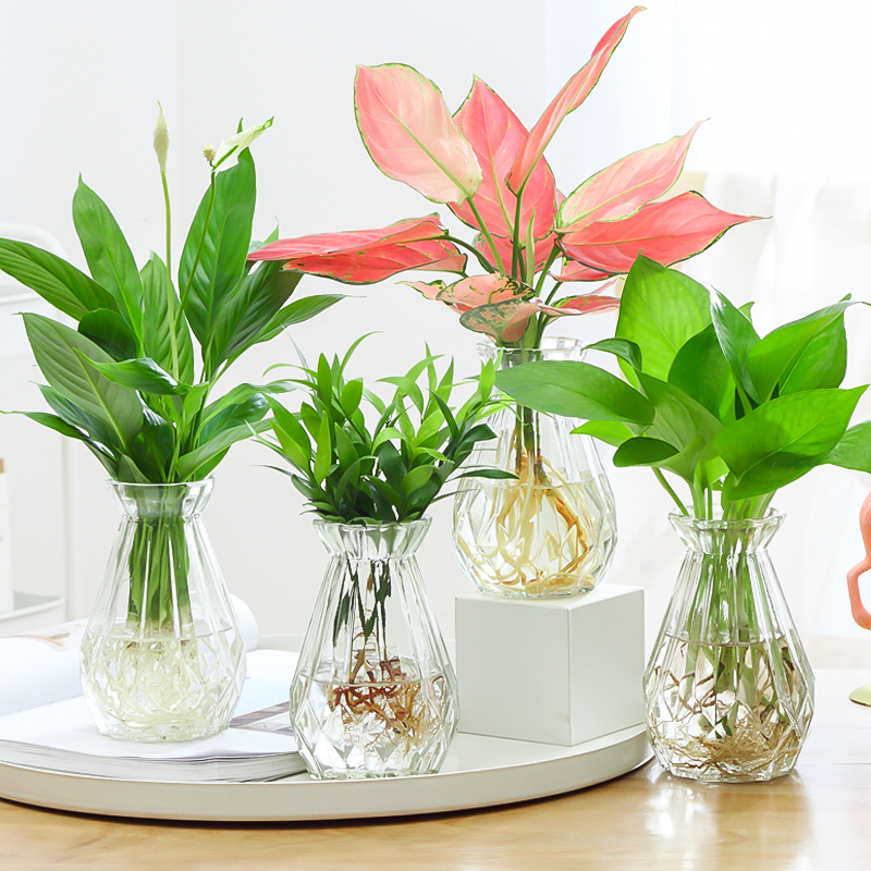 北欧玻璃水培植物室内美观好养活