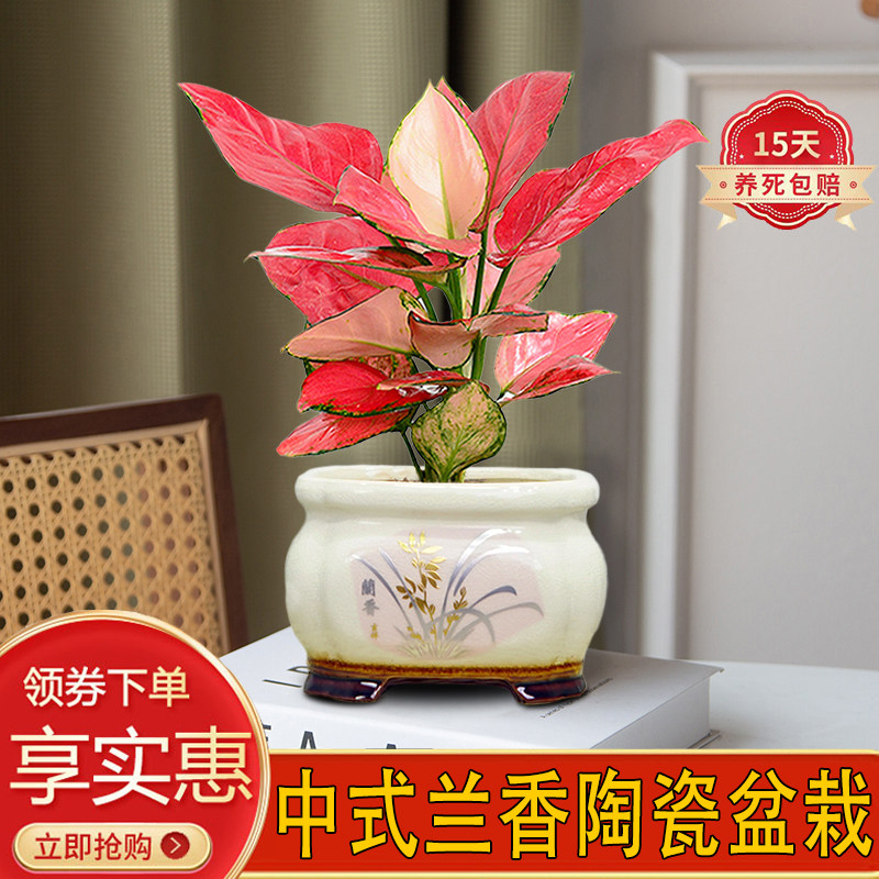 步步高中式陶瓷盆栽绿植花卉室内客厅好养易活美观四季常青吉利红