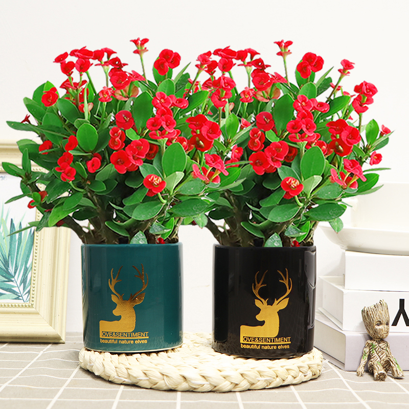 铁海棠室内客厅四季开花美观好养