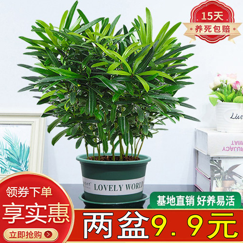 罗汉松室内客厅四季常青水培好养