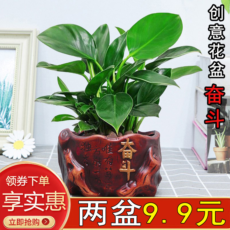 创意陶瓷盆奋斗绿萝栀子花室内客厅办公易养护步步高观赏土培文竹