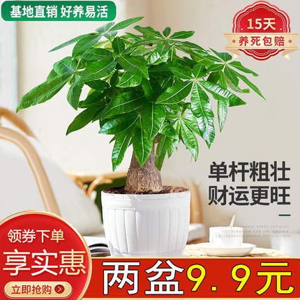 大发财树盆栽绿植花卉室内客厅办公季常青耐旱好养易活陶瓷盆景