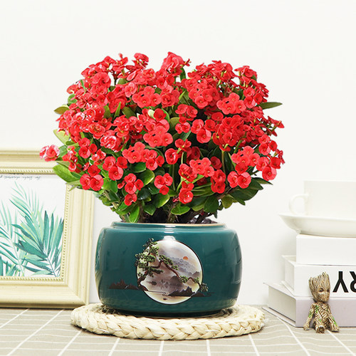 铁海棠阳台开花好养活美观