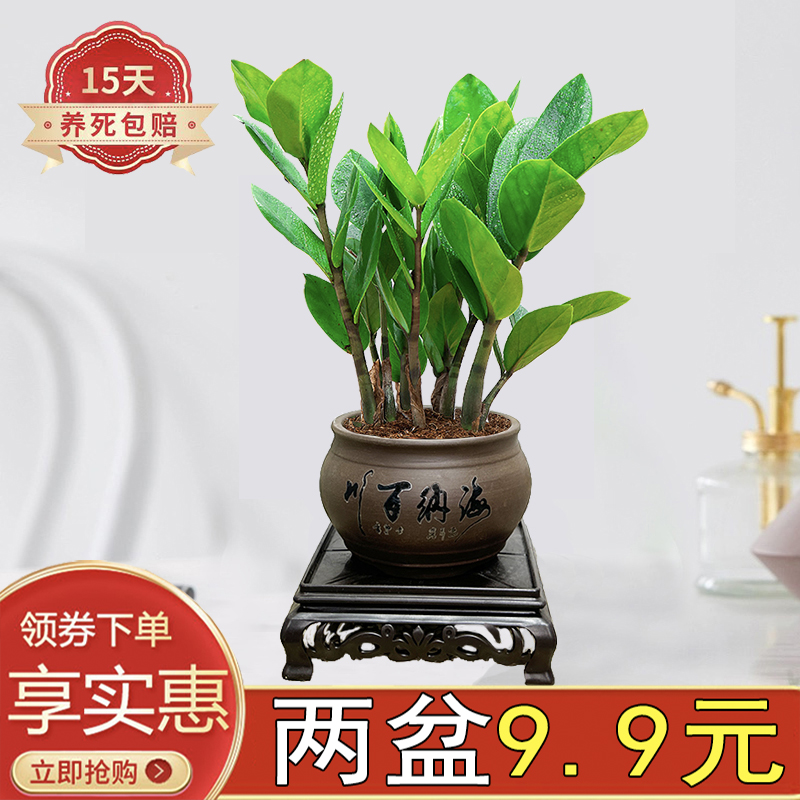 金钱树办公室客厅四季常青陶瓷盆