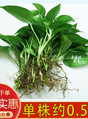 水培绿萝裸根水养绿植物大叶绿箩花卉发财树白吉利红掌富贵竹吊