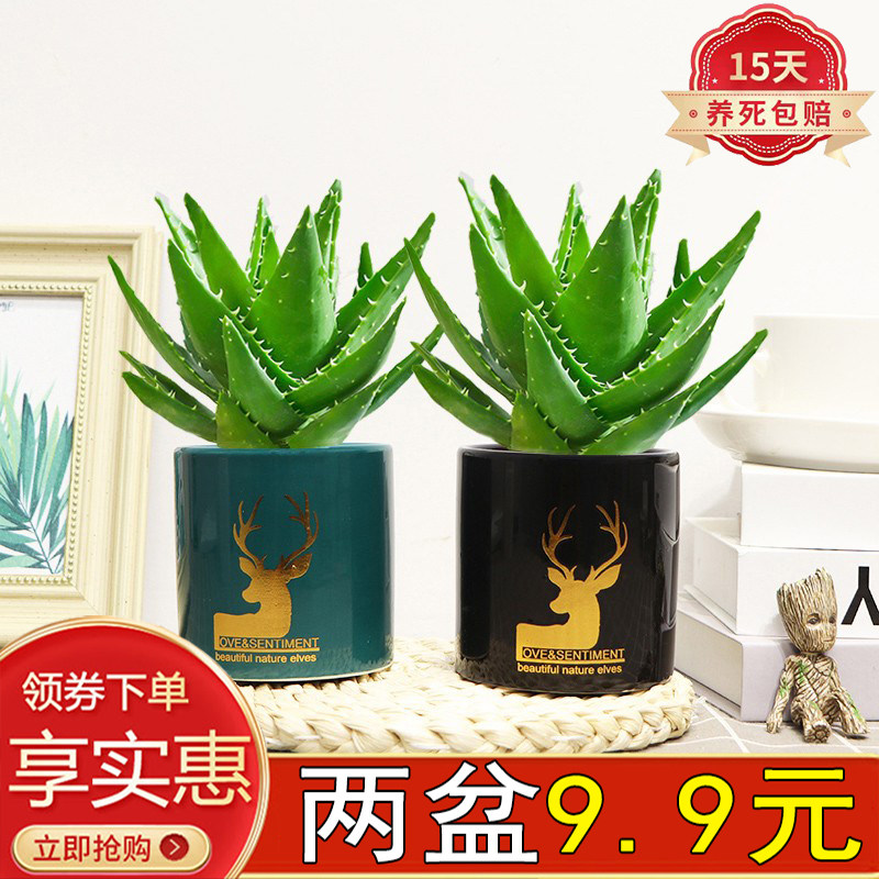 芦荟盆栽室内办公室去四季常青植物净化空气绿植物多肉四季好养护,鲜花速递/花卉仿真/绿植园艺,绿植,淘宝优惠券,粉丝福利购,淘宝优惠卷