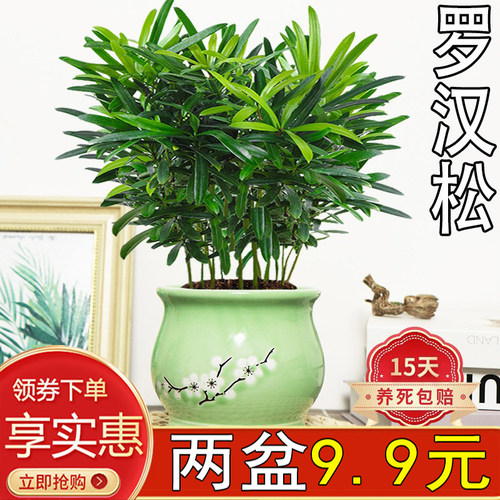 大罗汉松室内四季常青好养除甲醛