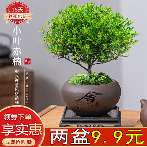 小叶赤楠盆栽室内四季常青好养活