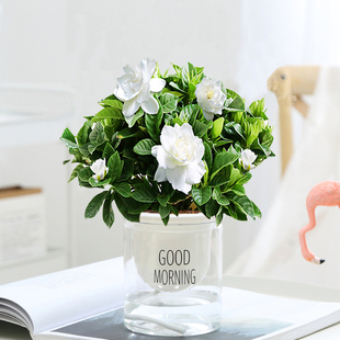 小叶栀子花绿植盆栽花卉室内客厅办公桌面好养水培吸水盆开花植物