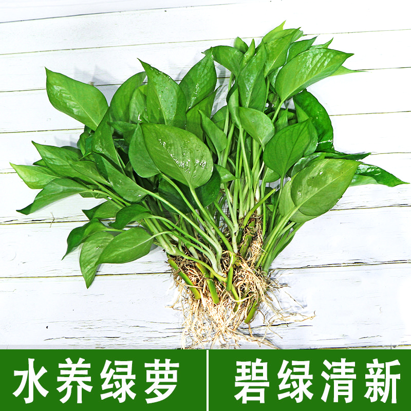 裸根水养绿萝盆栽室内花卉懒人植物办公室内客厅绿植盆景土养大叶
