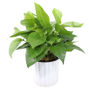 室内盆栽自吸水培小竖盆绿萝发财树富贵竹花植物花卉好养易活阳台