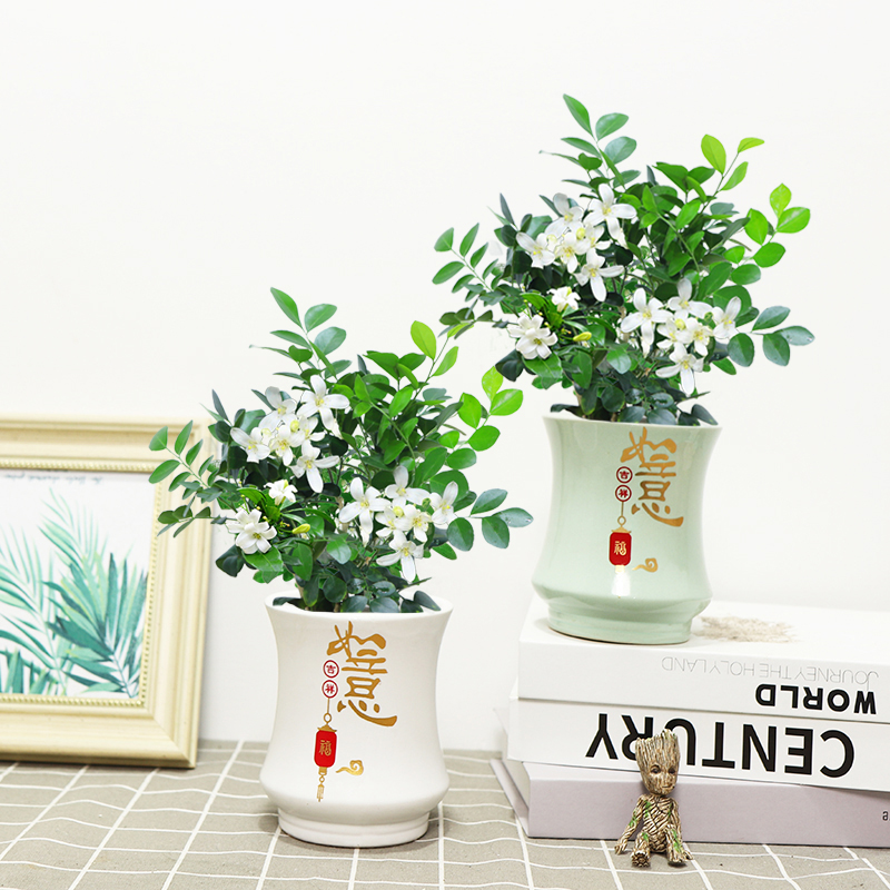 九里香七里香室内客厅办公好养