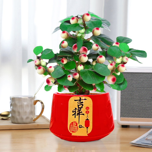 小盼菩提室内绿植花卉菩提树中式禅意桌面摆件饰物好养绿植盆景