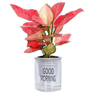 吉利红盆栽绿植花卉室内客厅办公如意好养易活水土培红火植物美观