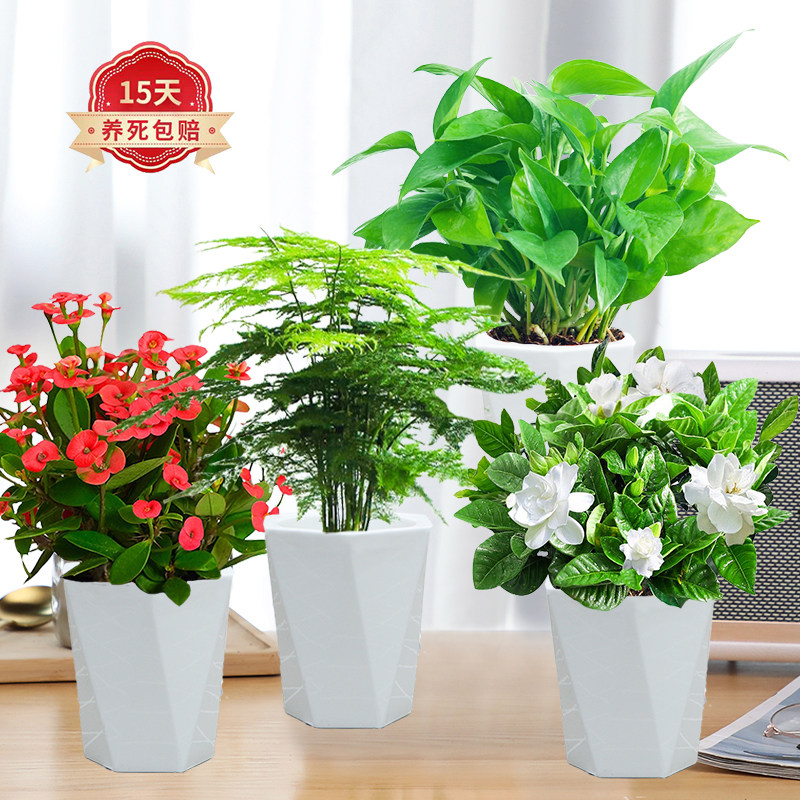 栀子花绿萝盆栽室内绿植文竹铁海棠办公桌摆懒人盆景四季常绿