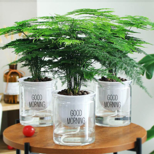 文竹植物室内四季常青好养活美观