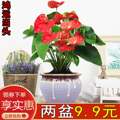 红掌室内客厅四季开花易养活
