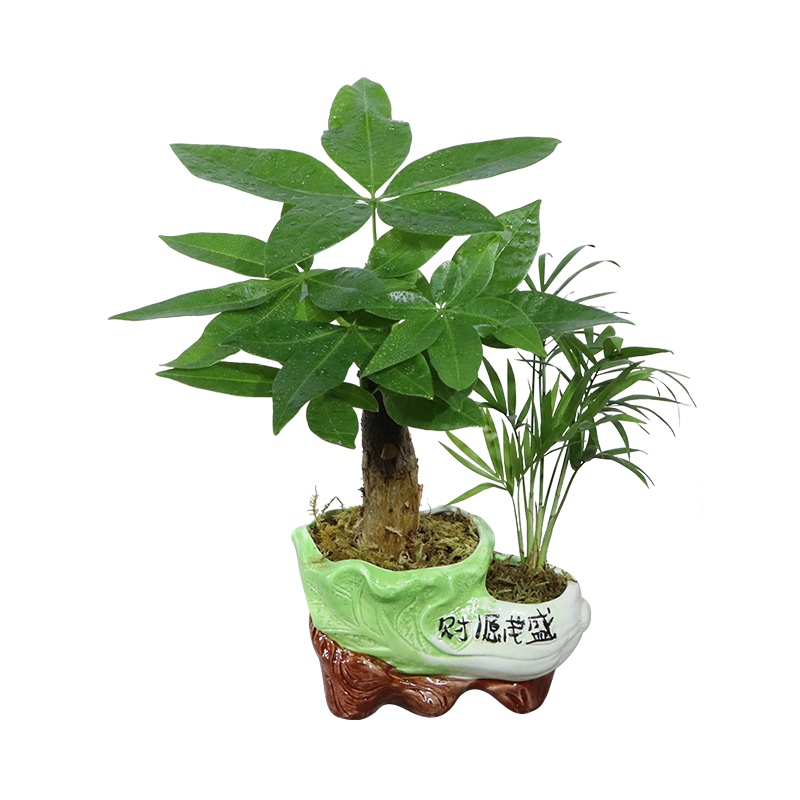 发财树盆栽绿萝栀子花