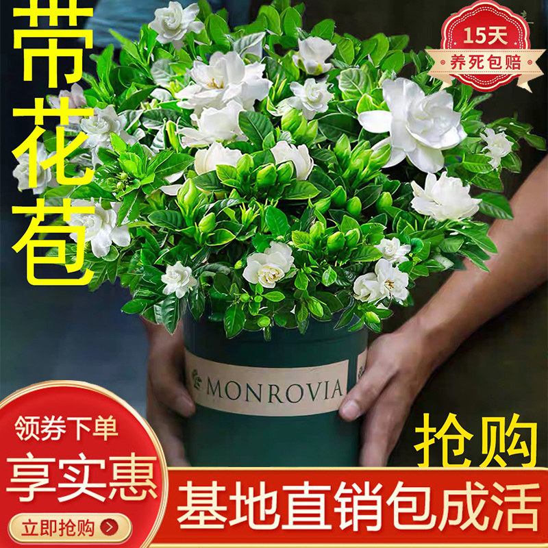 栀子花绿植花卉小盆栽陶瓷室内客厅办公桌面水土培易养护花苞植物