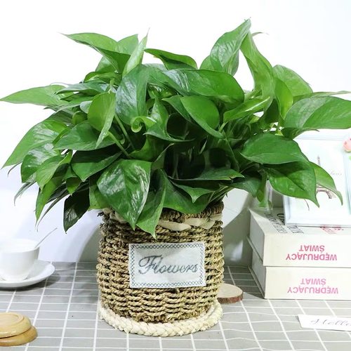 绿萝盆栽室内花卉植物客厅