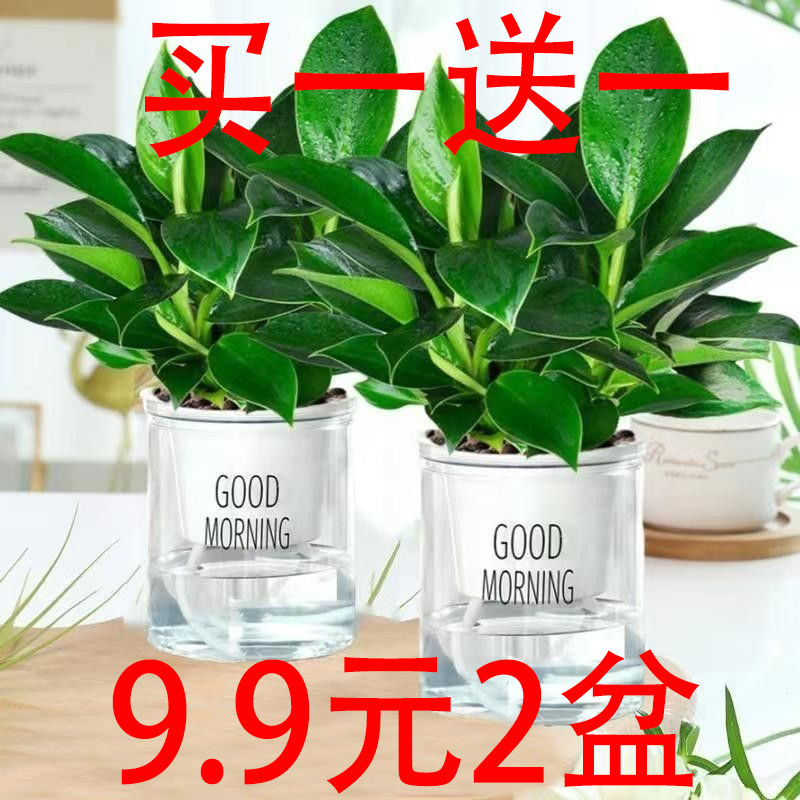 绿公主吸水盆栽吸醛陶瓷图片